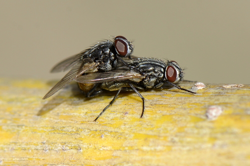 Musca