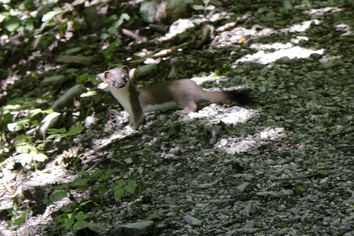 Mustela erminea