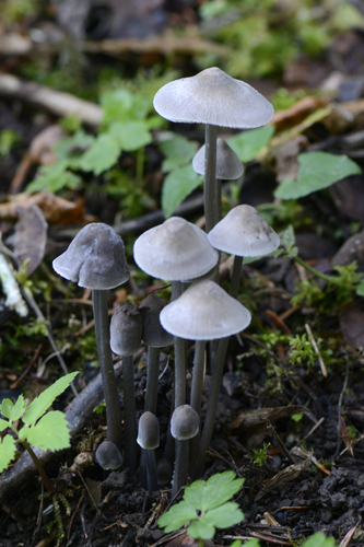 Mycena polygramma