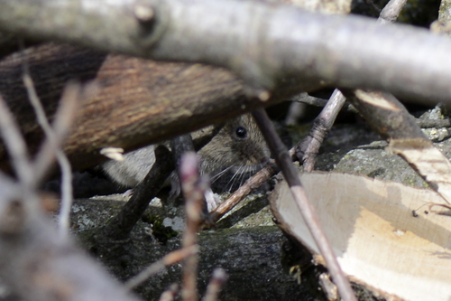 Myodes glareolus