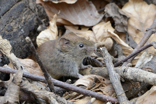 Myodes glareolus