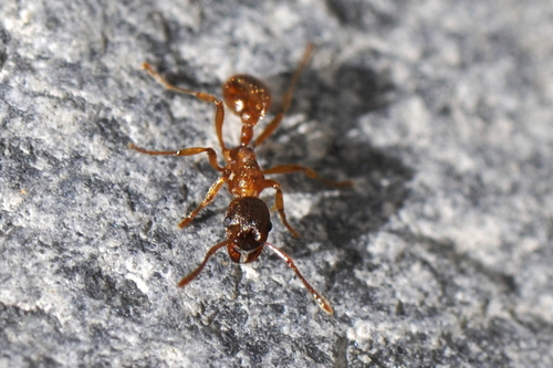 Myrmica rubra