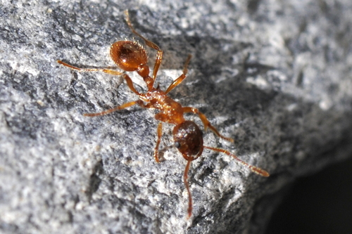 Myrmica rubra