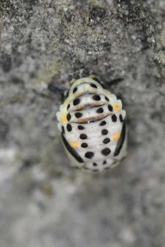 Myzia oblongoguttata