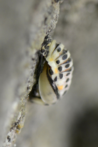 Myzia oblongoguttata