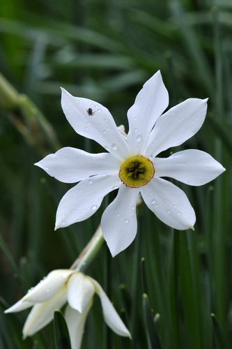 Narcissus radiiflorus