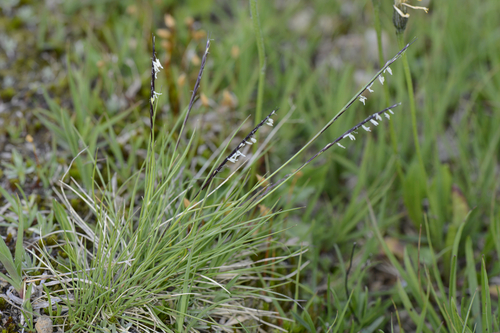Nardus stricta
