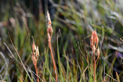 Narthecium ossifragum