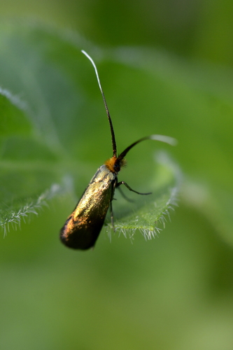Nemophora cupriacella