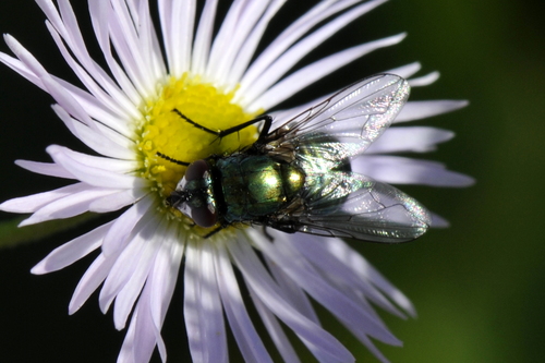 Neomyia