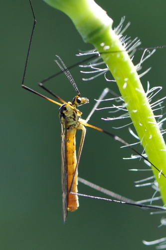 Nephrotoma flavescens