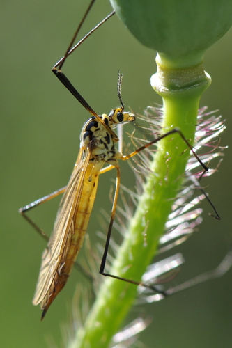 Nephrotoma flavescens