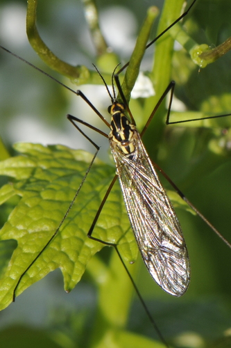 Nephrotoma
