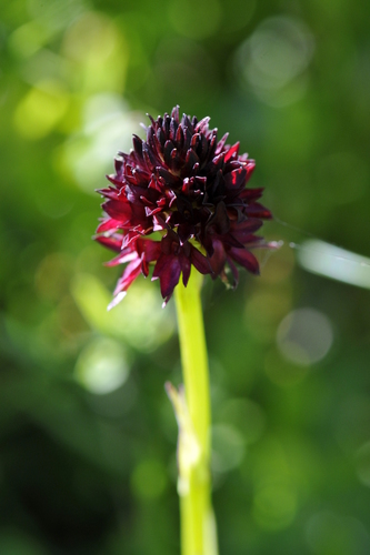 Nigritella rhellicani