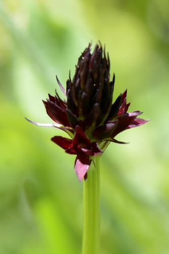 Nigritella rhellicani