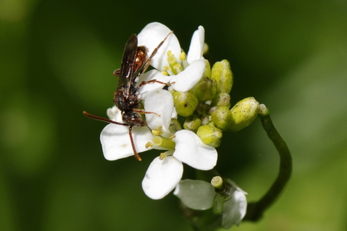 Nomada Nomada