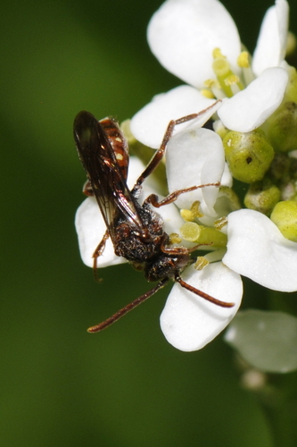 Nomada Nomada