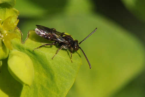 Nomada Nomada