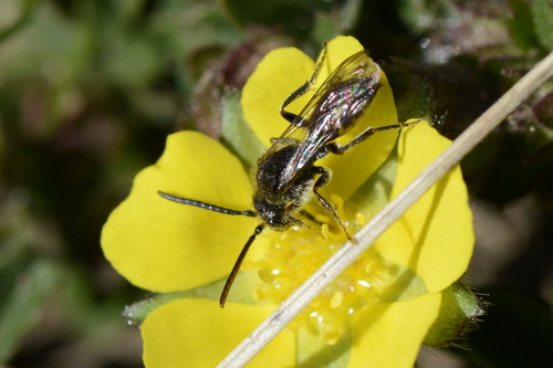 Nomada Nomada