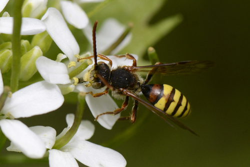 Nomada Nomada