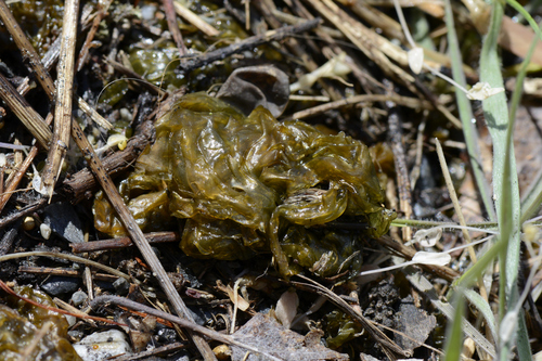 Nostoc commune