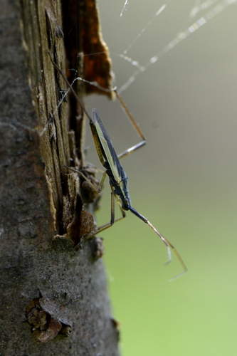 Notostira