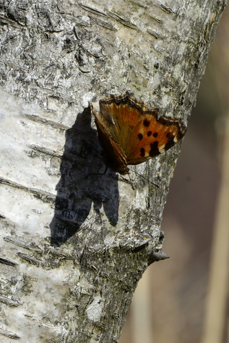 Nymphalis polychloros