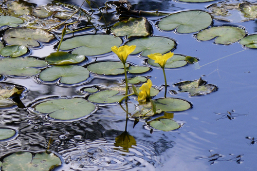 Nymphoides peltata