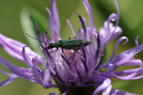 Oedemera nobilis