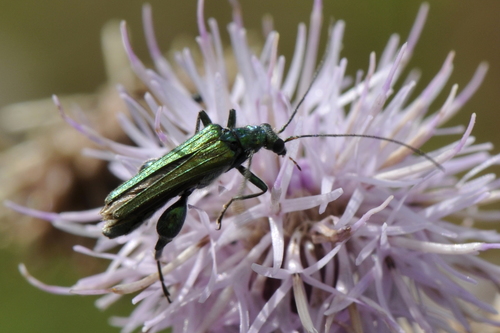 Oedemera nobilis