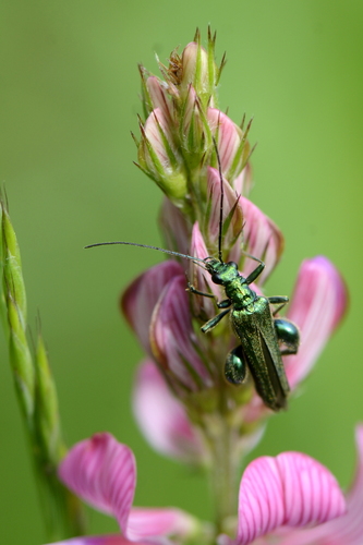 Oedemera nobilis