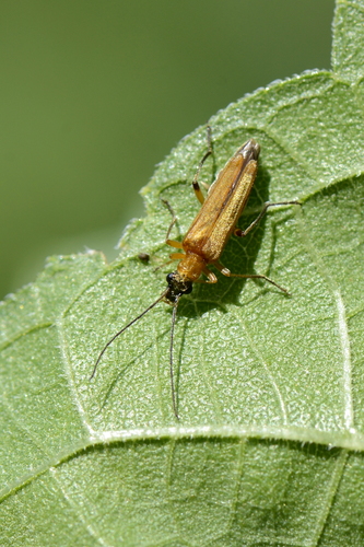 Oedemera podagrariae