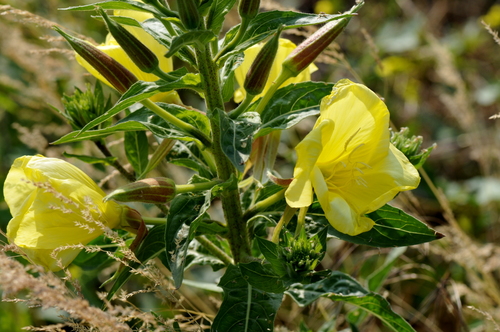 Oenothera biennis