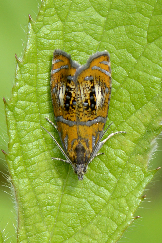 Olethreutes arcuella