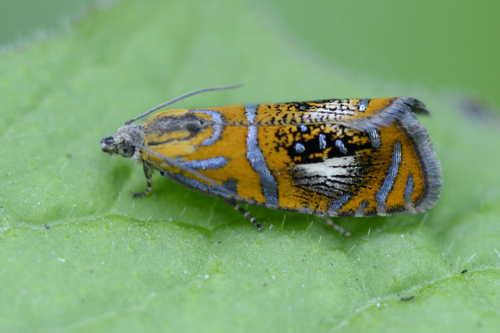 Olethreutes arcuella