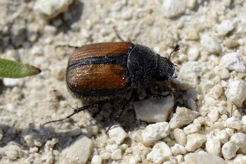 Omaloplia ruricola