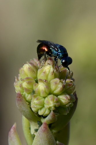 Omalus