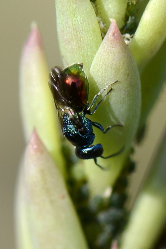 Omalus