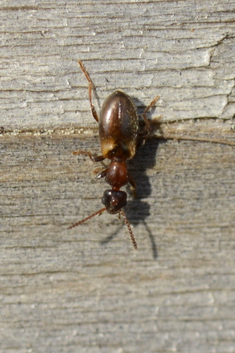 Omonadus