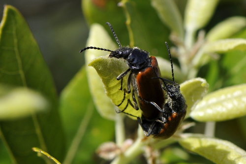 Omophlus lepturoides