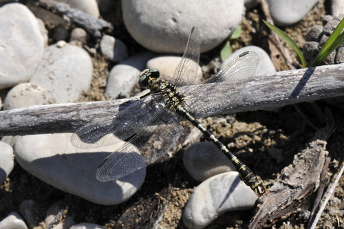 Onychogomphus forcipatus