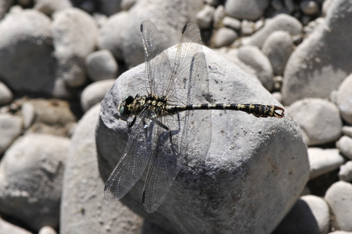 Onychogomphus forcipatus