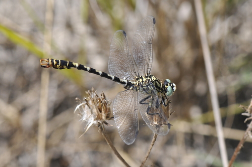 Onychogomphus forcipatus