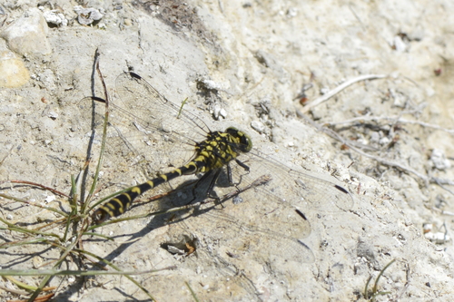 Onychogomphus forcipatus