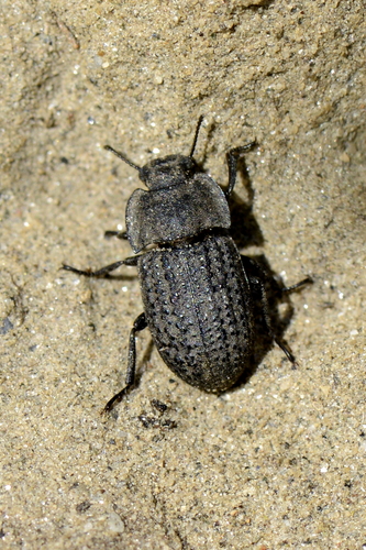 Opatrum sabulosum
