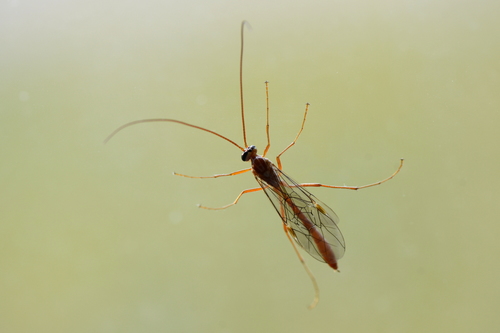Ophion