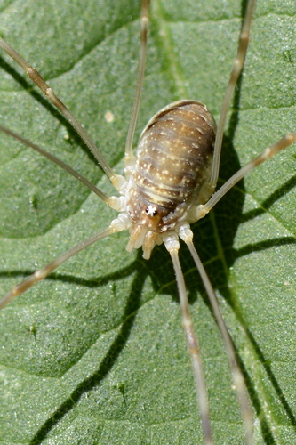 Opilio canestrinii