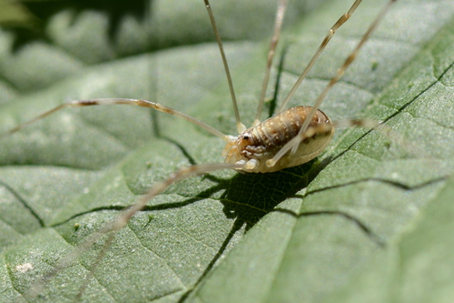Opilio canestrinii