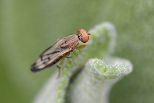 Opomyza germinationis