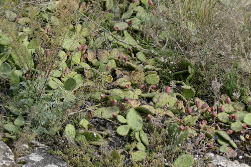 Opuntia humifusa
